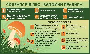 Собрался в лес-запомни правила!