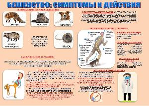Бешенство:симптомы и действия